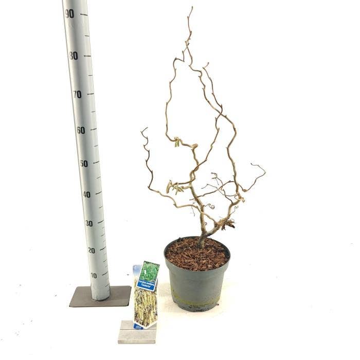 Corylus ave. 'Contorta'