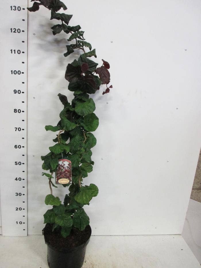 Corylus ave. 'Red Majestic'