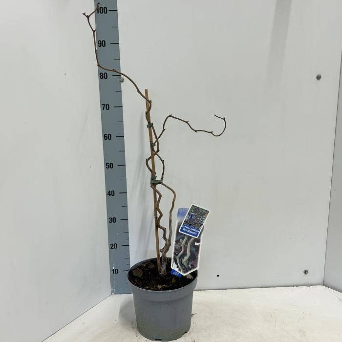 Corylus ave. 'Red Majestic'