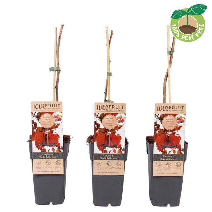 Corylus ave. 'Rode Zellernoot'