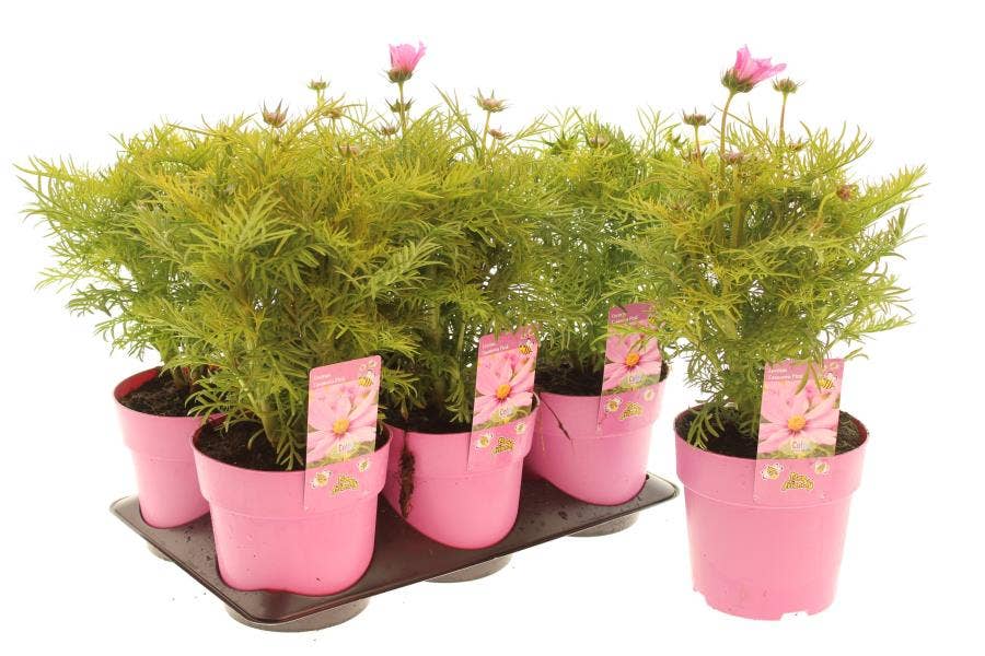 Cosmos 'Casanova Pink'