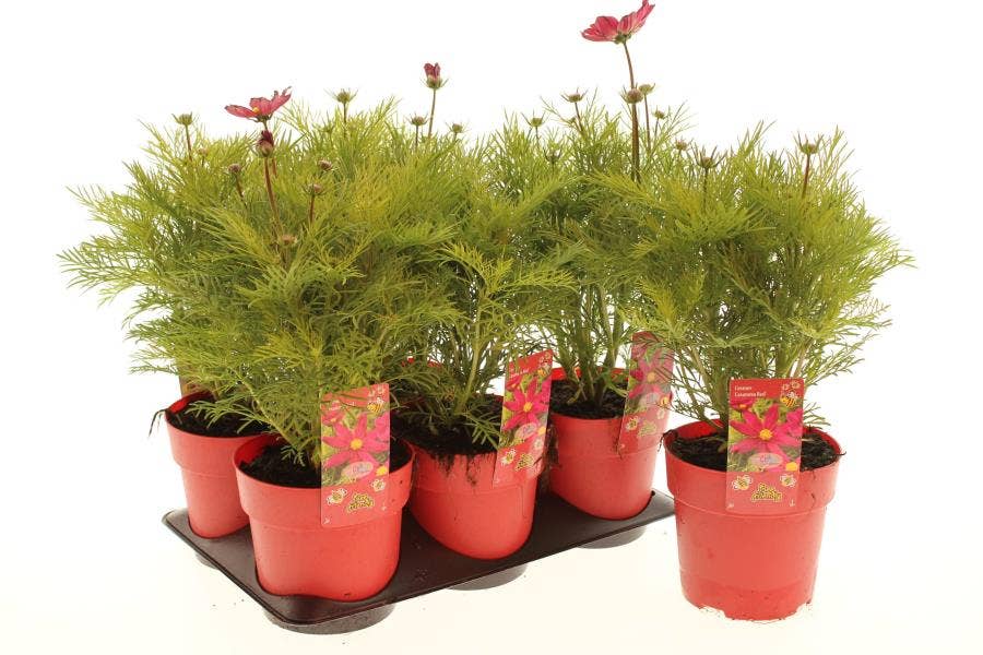 Cosmos 'Casanova Red'