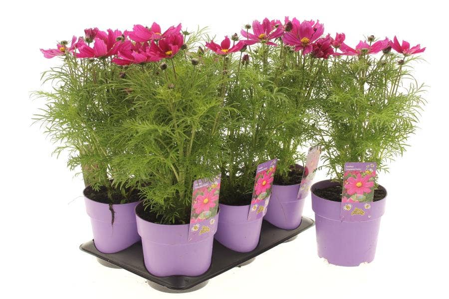 Cosmos 'Casanova Violet'