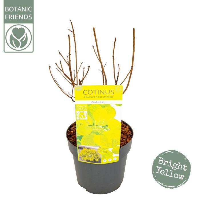 Cotinus cog. 'Golden Lady'