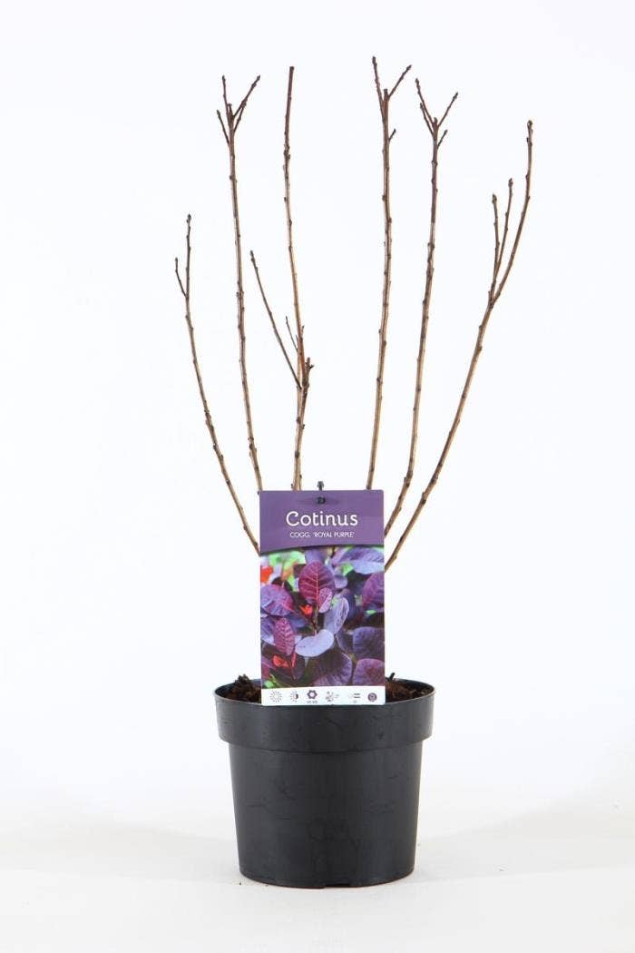 Cotinus cog. 'Royal Purple'