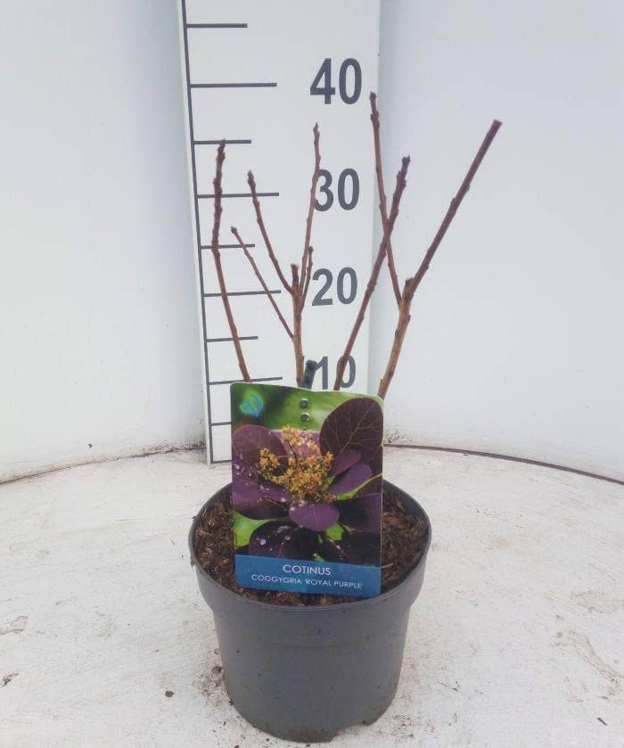 Cotinus cog. 'Royal Purple'