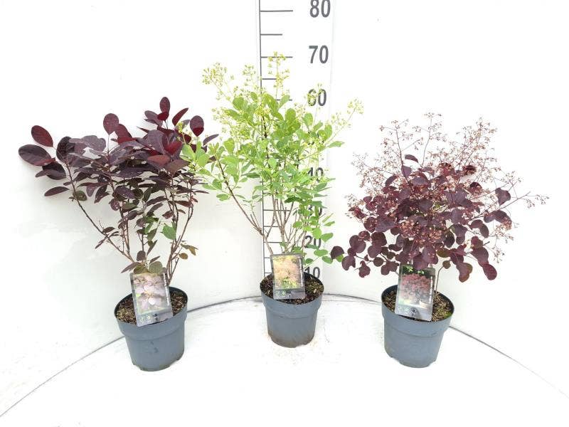 Cotinus