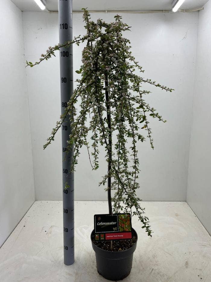 Cotoneaster 'Coral beauty'