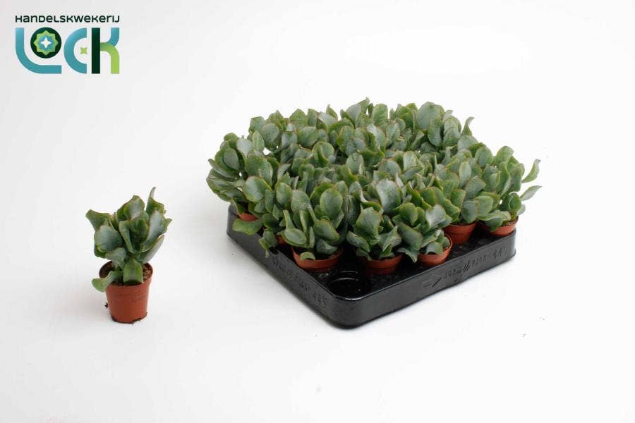Crassula arb. Cristaat