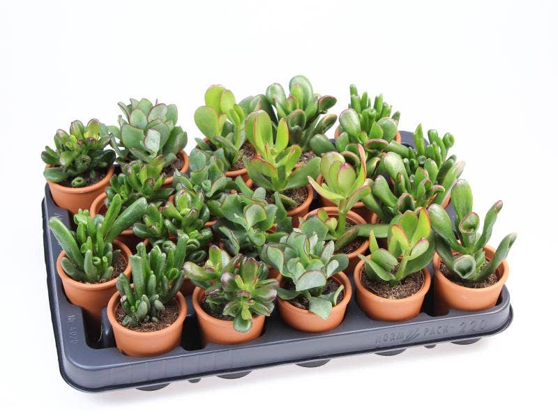 Crassula in terracotta