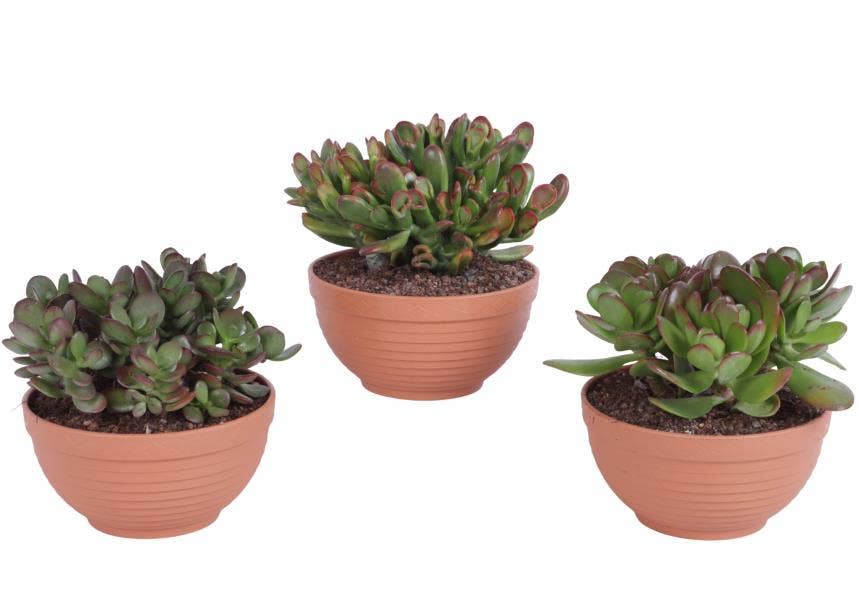 Crassula in Terracotta
