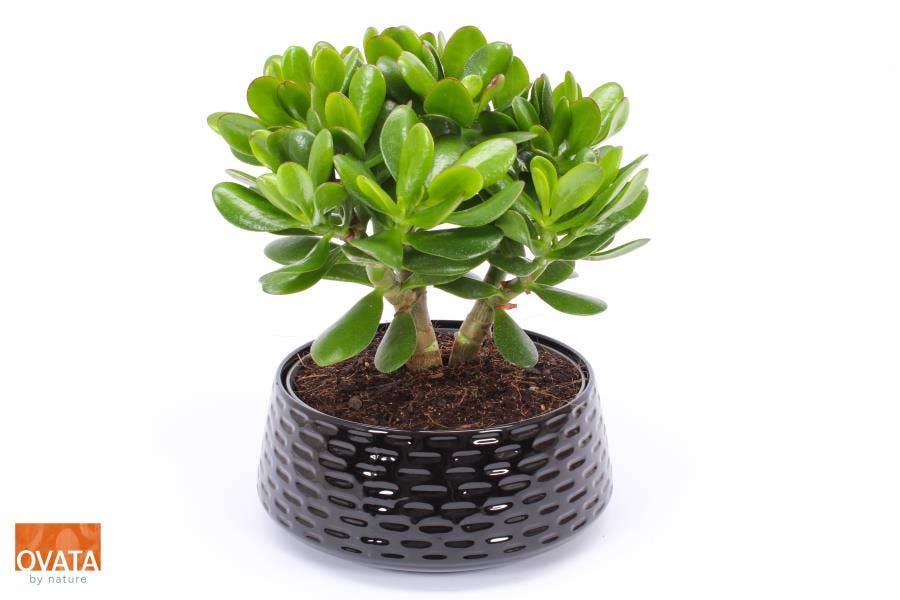 Crassula Magical Tree in Nice Black