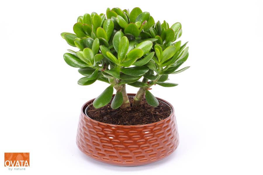 Crassula Magical Tree in Nice Brown