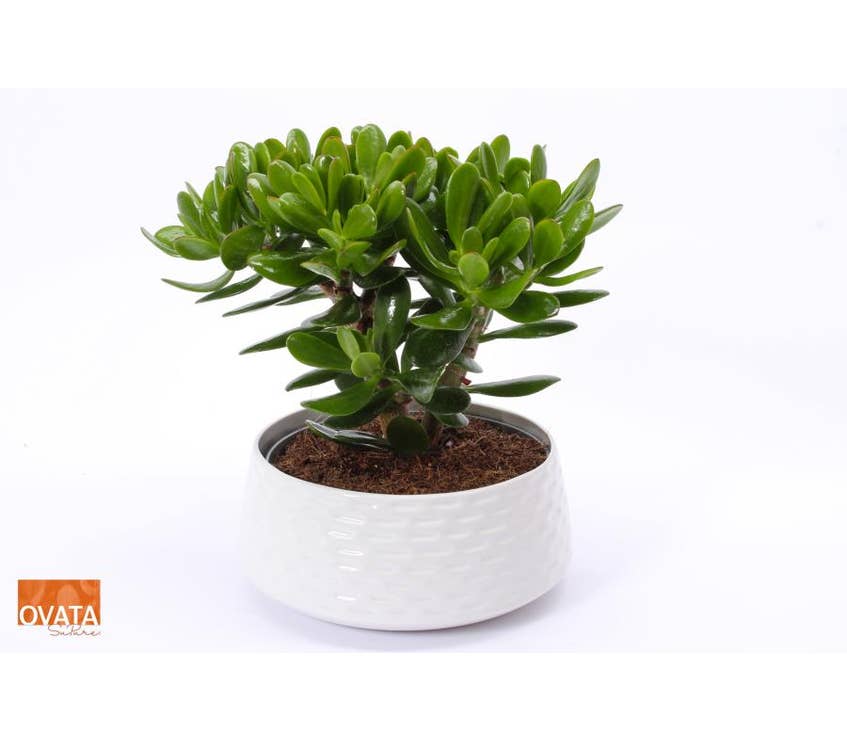 Crassula Magical Tree in Nice ceramics