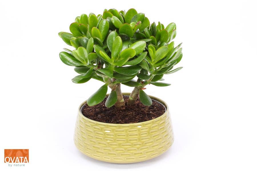 Crassula Magical Tree in Nice Green