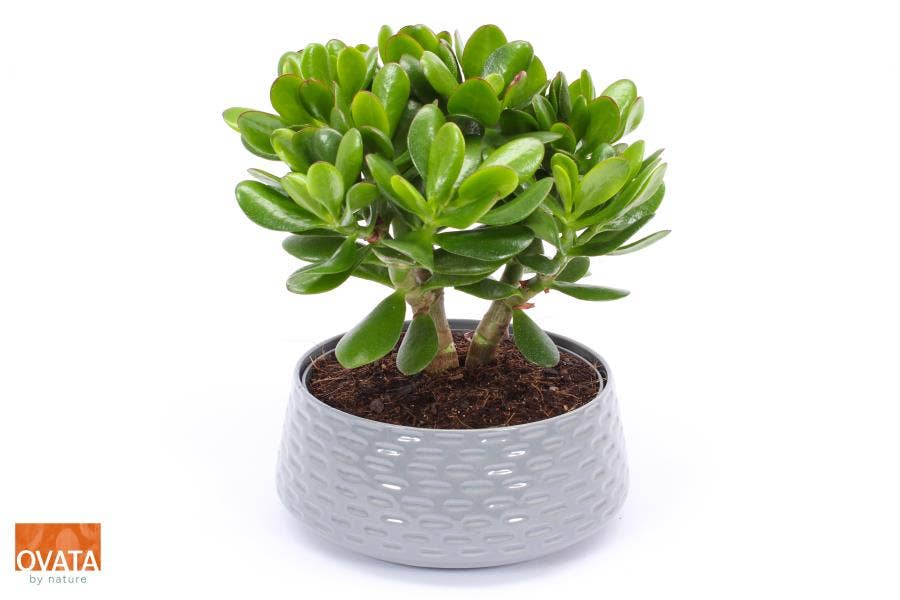 Crassula Magical Tree in Nice Grey