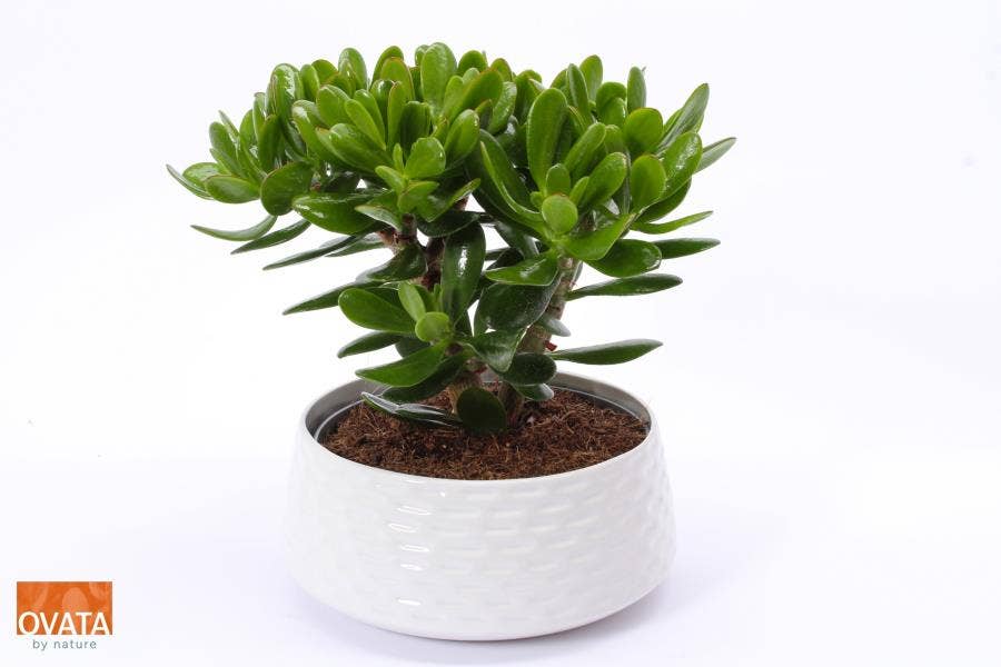 Crassula Magical Tree in Nice