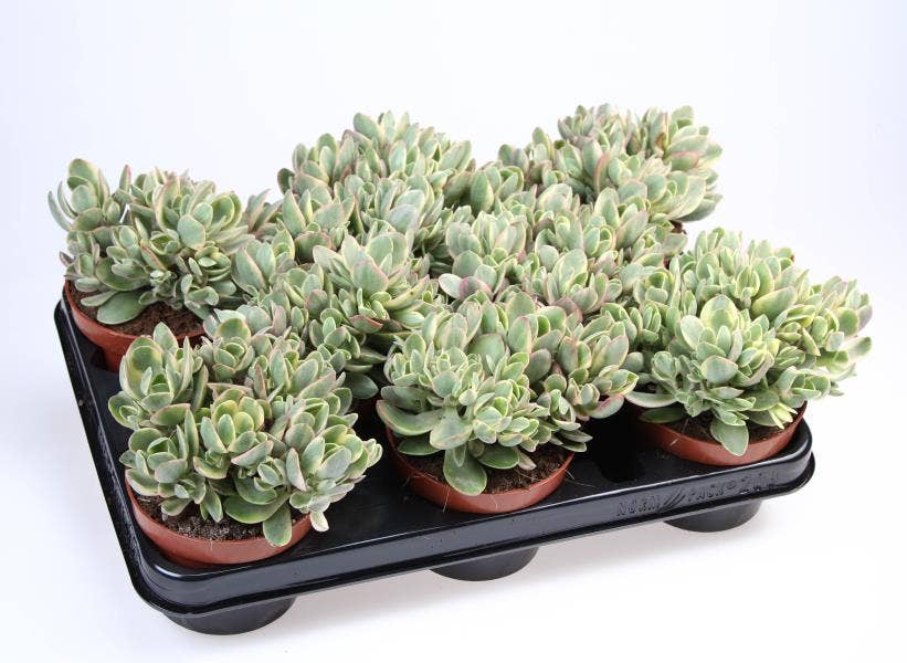 Crassula Moneymaker