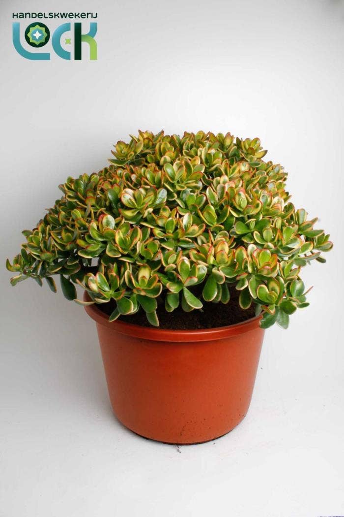 Crassula ovata Sunset