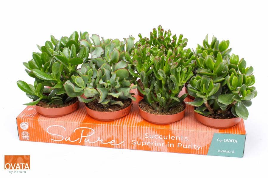 Crassula (premium)