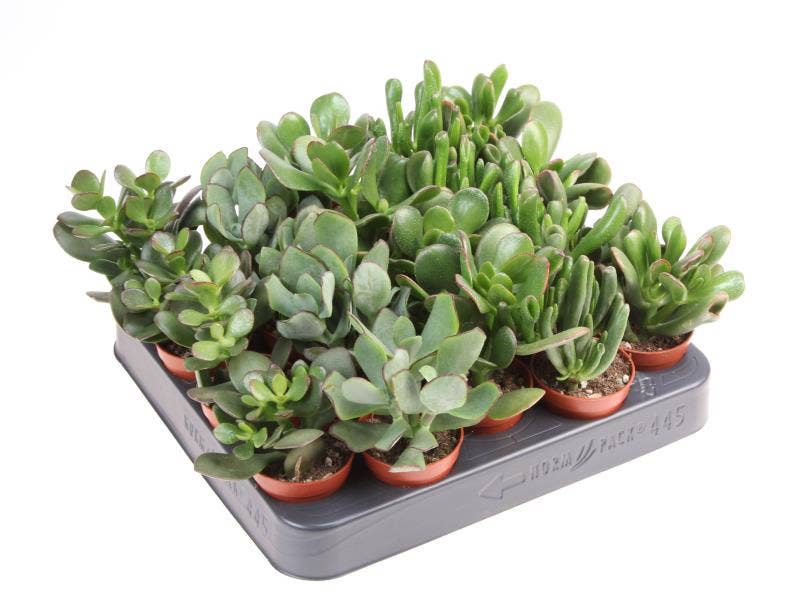 Crassula
