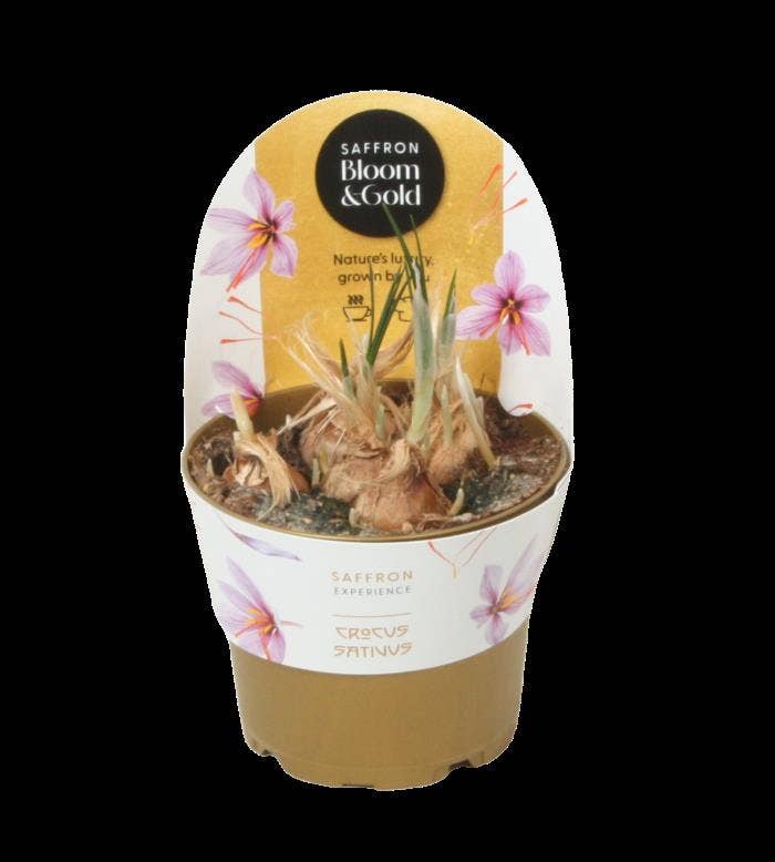 Crocus sat. 'Saffron Bloom & Gold'