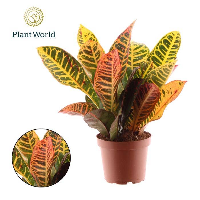 Croton Petra
