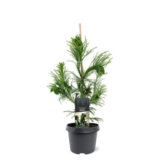 Cryptomeria jap. 'Cristata'