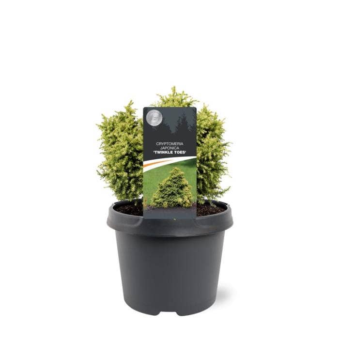 Cryptomeria jap. 'Twinkle Toes'