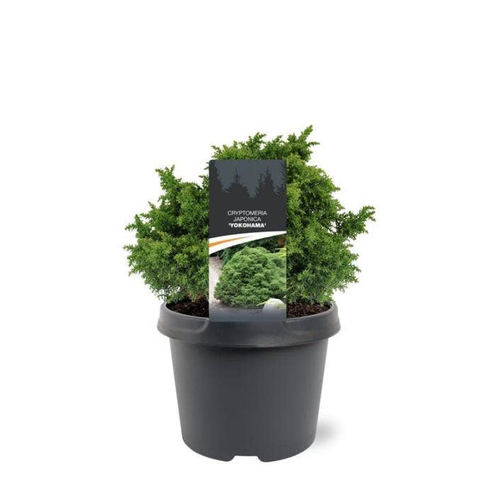 Cryptomeria jap. 'Yokohama'