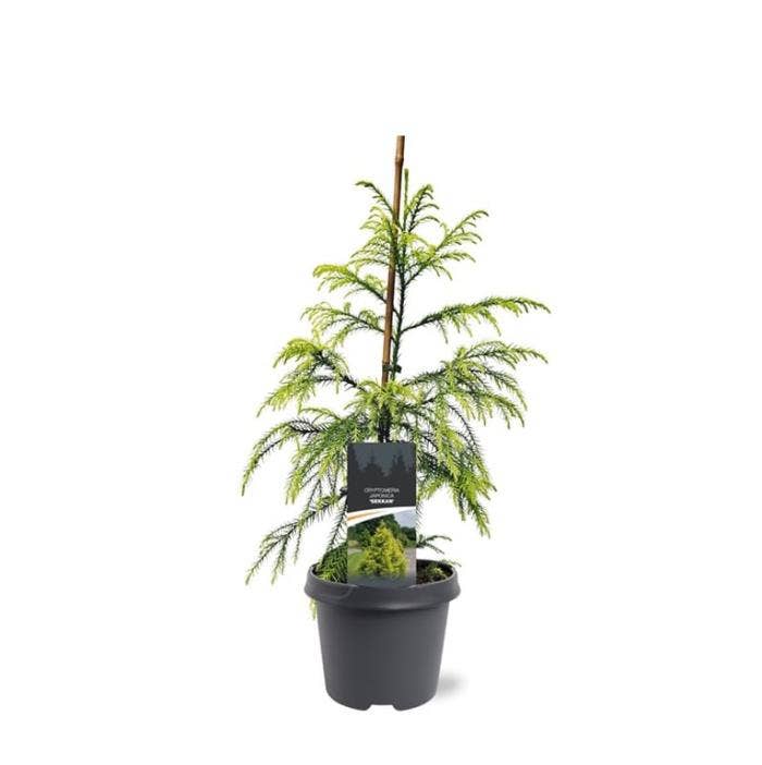 Cryptomeria japonica 'Sekkan'