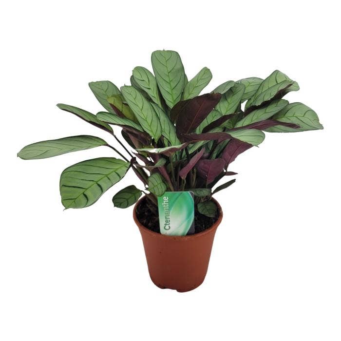 Ctenanthe amagris GS