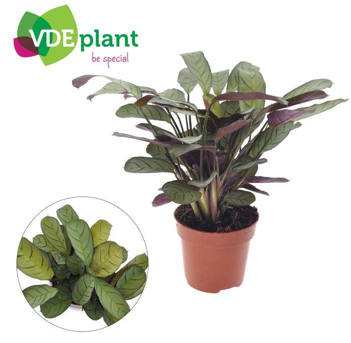 Ctenanthe Amagris in Intenz Kraft