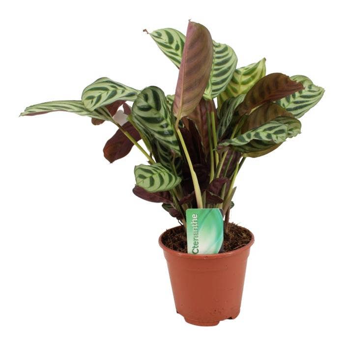 Ctenanthe Burle marxii GS