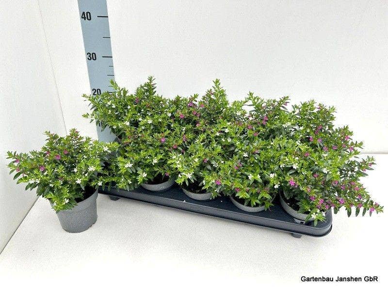 Cuphea hyssopifolia Twin