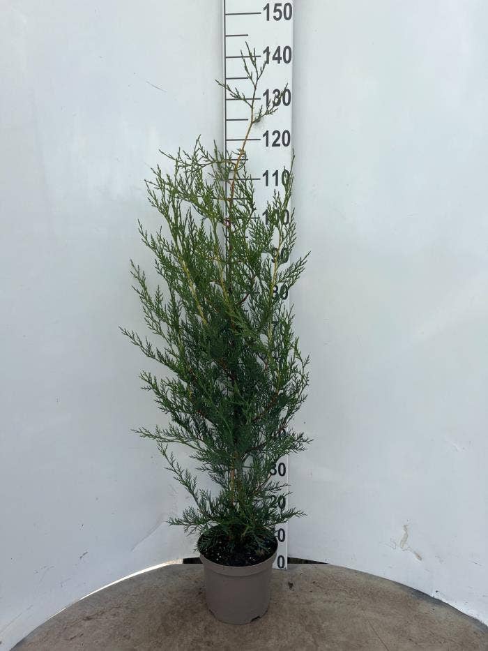 Cupressocyparis leylandii '2001'