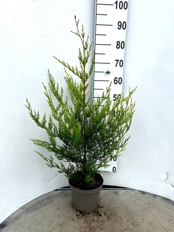 Cupressocyparis leylandii 'Castlewellan Gold' 