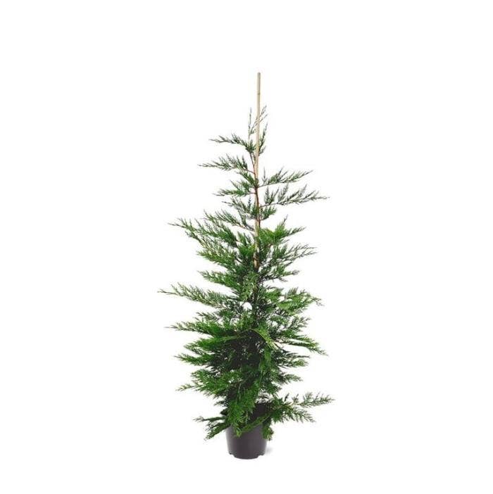 Cupressocyparis leylandii