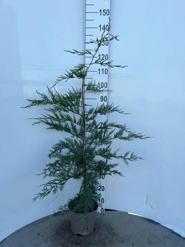 Cupressocyparis leylandii