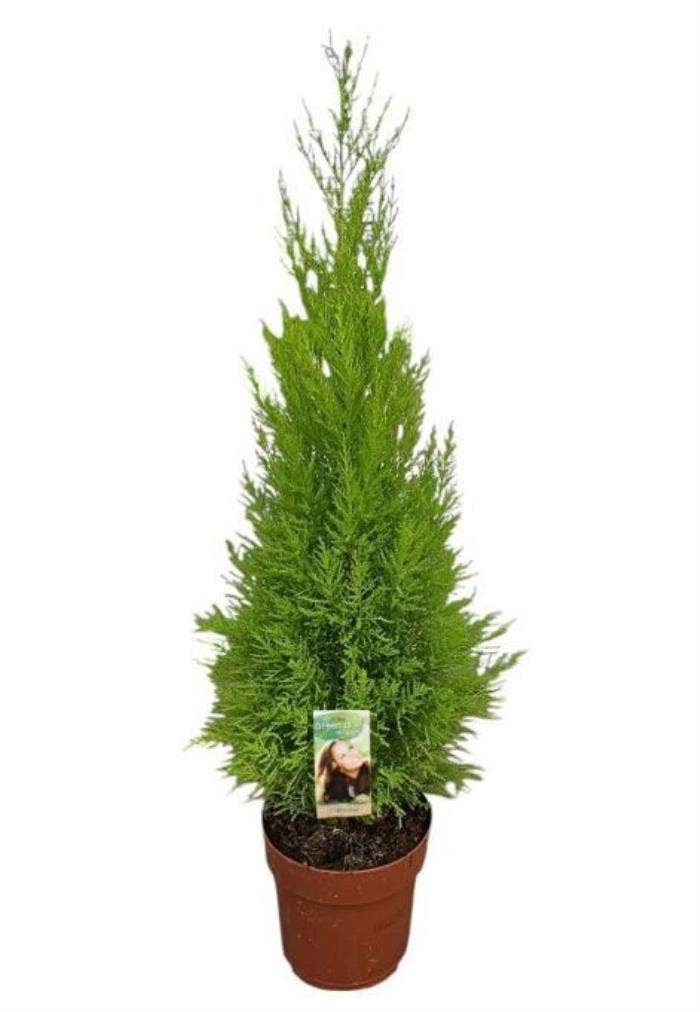 Cupressus Goldcrest Wilma