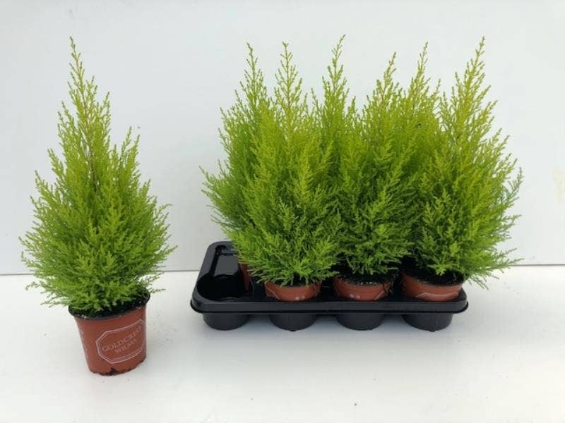 Cupressus Goldcrest Wilma