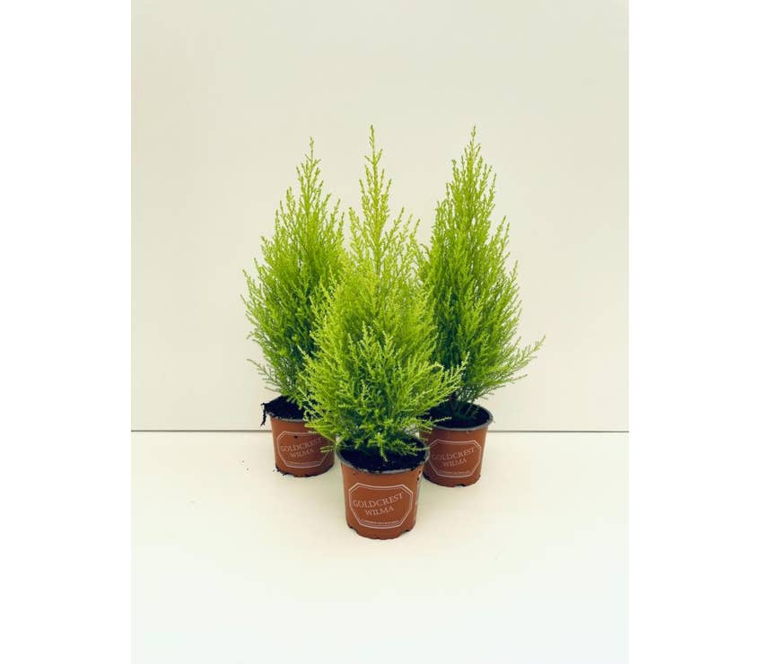 Cupressus Goldcrest Wilma