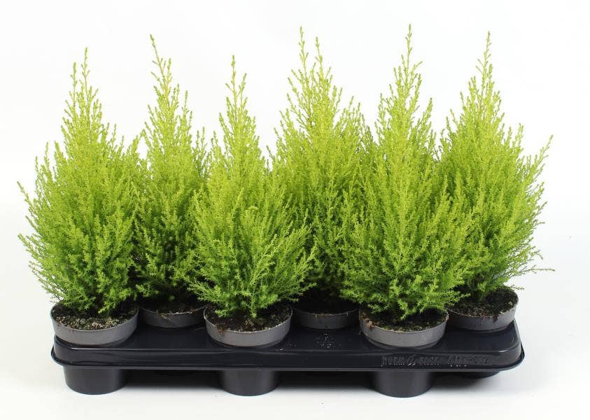 Cupressus Goldcrest Wilma