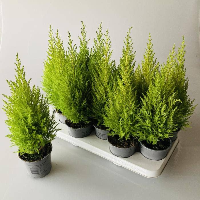 Cupressus Goldcrest Wilma
