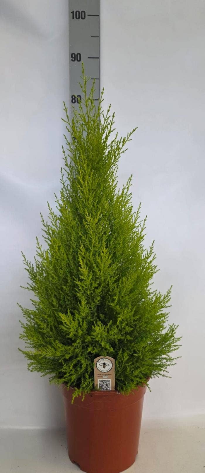 Cupressus mac. 'Goldcrest  Wilma' 