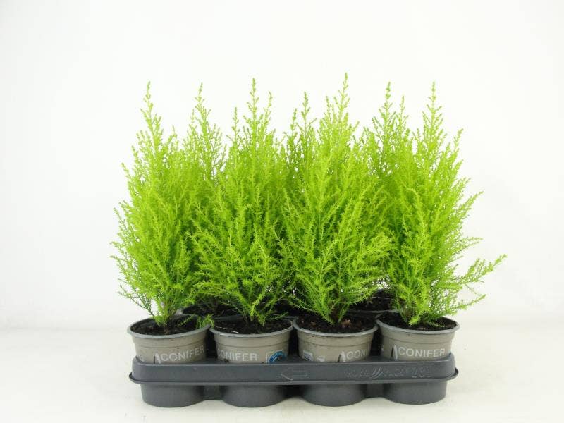 Cupressus mac. 'Goldcrest Wilma'