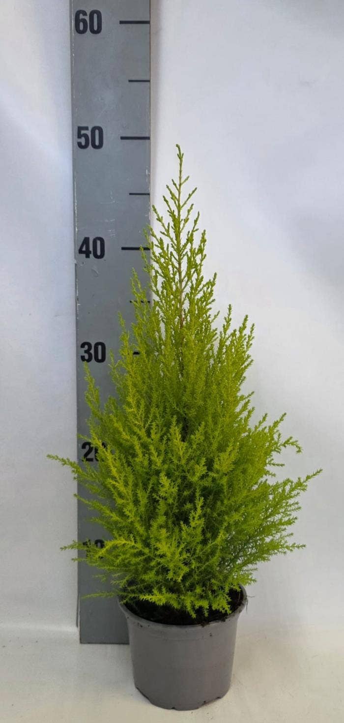 Cupressus mac. 'Goldcrest  Wilma' 
