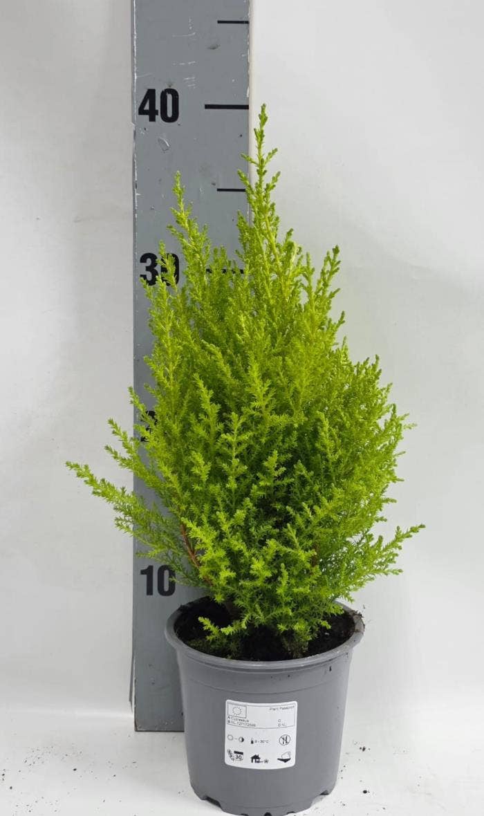 Cupressus mac. 'Goldcrest  Wilma'