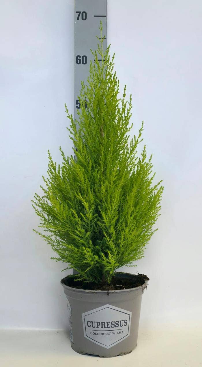 Cupressus mac. 'Goldcrest  Wilma' 
