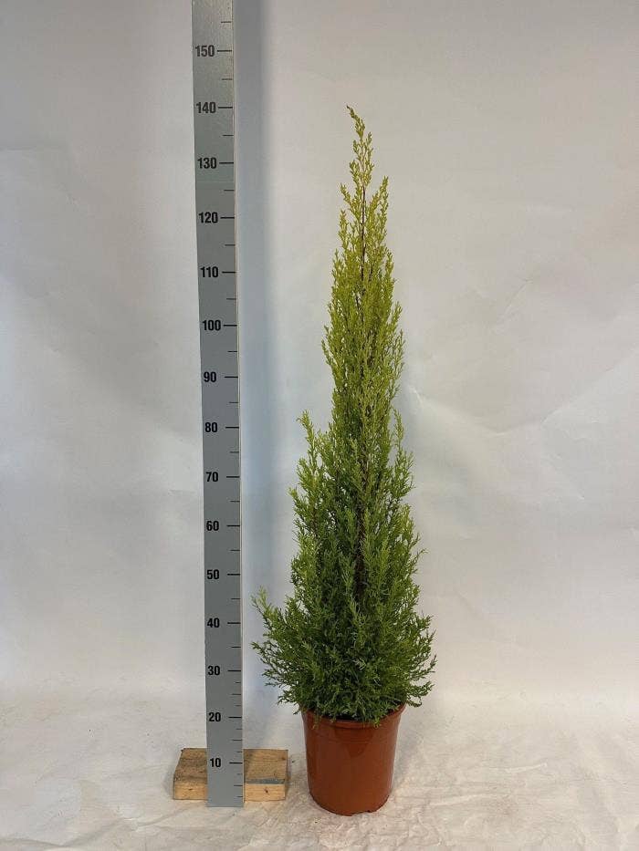 Cupressus macr. 'Goldcrest Wilma'